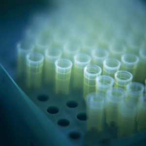 Drucke von Mikrotuben im Regal aufgestellt. Mikrotuben können verwendet werden in Zentrifugen, wo ein Flüssigkeitsgemisch durch schnelles Drehen seiner Bestandteile getrennt wird Bilder Datiert 2003 November: Microtubes