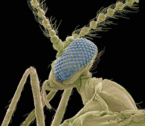 Compound Eye Structure Drucke: Midge head, SEM