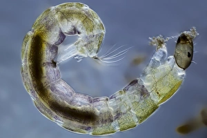 Light Micrograph Images Drucke: Midge larva, light micrograph