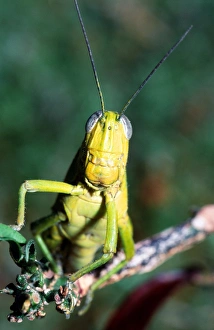 Migratory Locust Drucke: Migratory locust