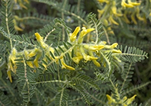 Greek Flora And Fauna Drucke: Milk-vetch (Astragalus drupaceus)