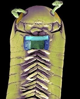 Coloured Scanning Electron Microscopy Images Drucke: Millipede with microchip, SEM