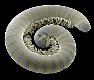 Coloured SEM Images Of Insects Drucke: Millipede, SEM