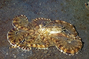 Octopus Camouflage Drucke: Mimic octopus