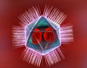 Computer Artwork Of Viruses Drucke: Mimivirus, artwork