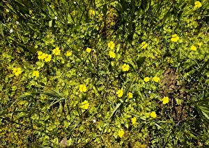 American Flora Drucke: Mimulus primuloides