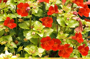 Flowering Plant Photos Drucke: Mimulus sp C014 / 0845