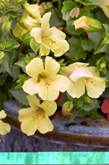 Flowering Plant Photos Drucke: Mimulus sp C014 / 0847