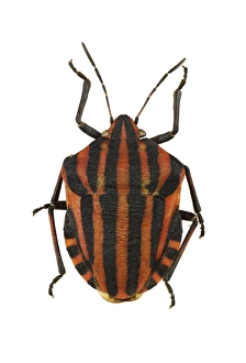 Graphosoma Lineatum Drucke: Minstrel bug C016 / 2155