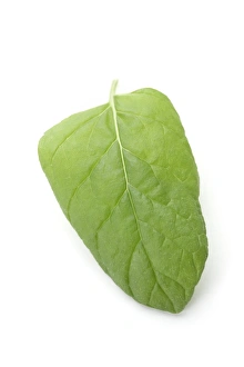 Aromatic Plants Drucke: Mint leaf