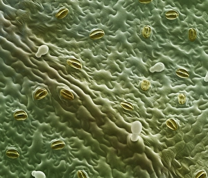 Guard Cells Function Drucke: Mint leaf surface, SEM