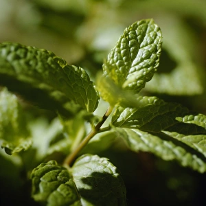 Medicinal Herb Photos Drucke: Mint leaves