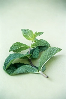 Mint Plant Drucke: Mint (Mentha sp. )