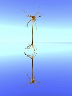 Bilder Datiert 3. Februar 2011: Spiegelneuronkonzeptuelle Bildung