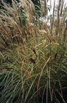 Miscanthus Sinensis Drucke: Miscanthus Ferner Osten