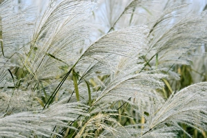 Ornamental Grasses Drucke: Miscanthus sacchariflorus