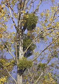 Parasitic Plant Species Drucke: Mistletoe plants in a tree