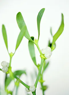 European Mistletoe Drucke: Mistletoe sprigs