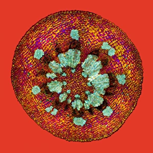 Polarised Light Microscopy Images Drucke: Mistletoe stem, light micrograph