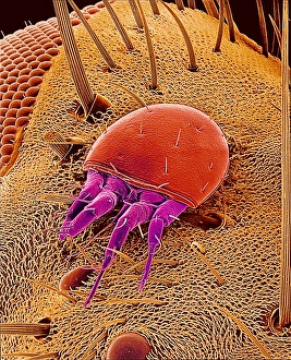 Scanning Electron Micrograph SEM Drucke: Mite on a fly, SEM