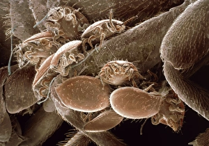 Bilder aus dem Jahr 2000: Käfer mit Mücken
