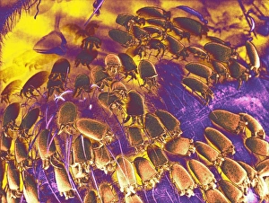 Bilder Datiert 16. Oktober 2003: Mit auf einer Honigbiene im SEM