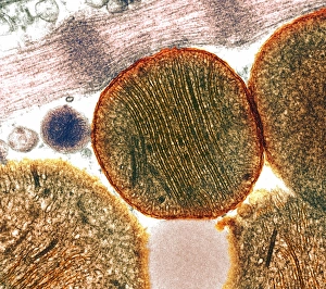 Drucke von Mitochondrien. Farbige Transmissionselektronenmikroskopaufnahme von Mitochondrien (Kreise). Ein Mitochondrium ist eine membranverbundene Organelle, die in eukaryotischen Zellen vorkommt Bilder Datiert 2004 September: Mitochondria