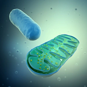 Cell Biology Images Drucke: Mitochondria, artwork