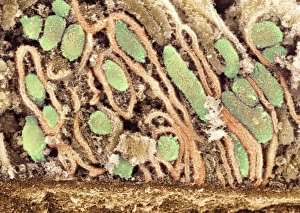 Drucke von Mitochondrien. Farbener Scanningelektronenmikroskop (SEM) von Mitochondrien (grün) in einer Nierenzelle. Mitochondrien sind eine Art Organelle, die im Cytoplasma eukaryotischer Zellen vorkommen Bilder Datiert 2009 Januar: Mitochondrien, SEM