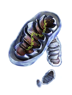 Cellular Energy Production Drucke: Mitochondrial structure, artwork