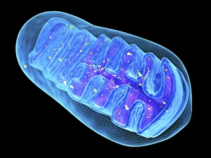 Drucke von Mitochondrienastruktur. Computerartwork einer Mitochondrie mit einem Kreislauf der mithilfe von mtDNA (deoxyribonucleic acid) genierten DNA, dem Genmaterial der Organelle Bilder Datiert 2013 April: Mitochondriale Struktur, Kunstwerk C015/6765