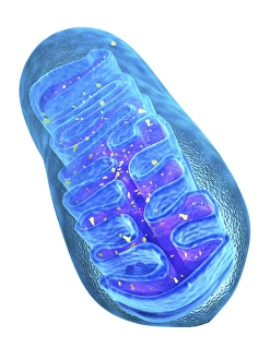 Cellular Energy Production Drucke: Mitochondrial structure, artwork C015 / 6784