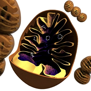 Cellular Energy Production Drucke: Mitochondrion structure, artwork