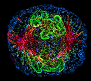 Drucke von Mitose. Fluoreszenzmikroskopische Darstellung eines Zells during der Prometaphase von Mitose (kernzelluläre Teilung). Während der Mitose werden zwei Tochternukleus aus einem Elternnuklus gebildet Bilder Datiert 2004 Juli: Mitosis