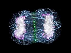 Mitosis