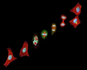 DNA Drucke: Zellteilung, Lichtmikroskop