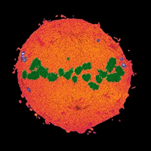Coloured TEM Micrograph Drucke: Mitosis, TEM