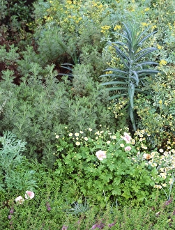 Summer Flower Arrangements Drucke: Mixed border