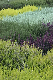 Purple Flowers In Nature Drucke: Mixed heather