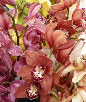 Madeira Island Flowers Drucke: Mixed orchids