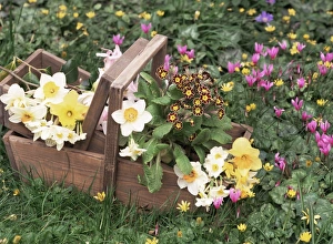 Floral Arrangements Drucke: Mixed spring flowers