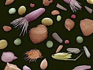 Gemisch aus Blumen- und Graskeimern, SEM