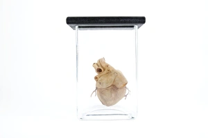Anatomical Heart Model Drucke: Model human heart