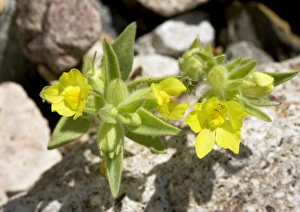 USA Desert Landscape Photography Drucke: Mohavea breviflora