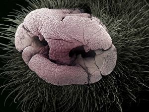 Drucke von Molennase. Farbiges Scanning-Elektronen-Mikroskopbild (SEM) der Nase (rot) eines Maulohns mit besonderen runden Papillae (Fortsetzungen), bekannt als Eimers-Organ Bilder Datiert 2008 Februar: Molles Nase, SEM