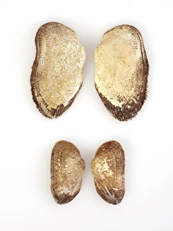 Antarctic Marine Life Drucke: Mollusc shells C016 / 6196