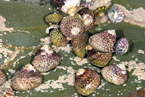 Seashore Wildlife Photography Drucke: Molluscs