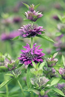 Wildflowers In Summer Drucke: Monarda citrio