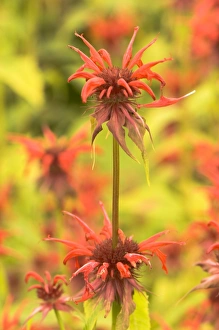 Native American Plants Drucke: Monarda Squaw