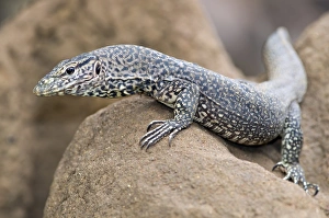 Sri Lanka Wildlife Drucke: Monitor lizard C017 / 3772